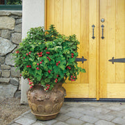 Raspberry, Raspberry Shortcake® #2