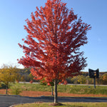 Load image into Gallery viewer, Red Maple, Autumn Blaze 2-2.5&quot; B&amp;B
