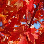 Load image into Gallery viewer, Red Maple, Autumn Blaze 2-2.5&quot; B&amp;B
