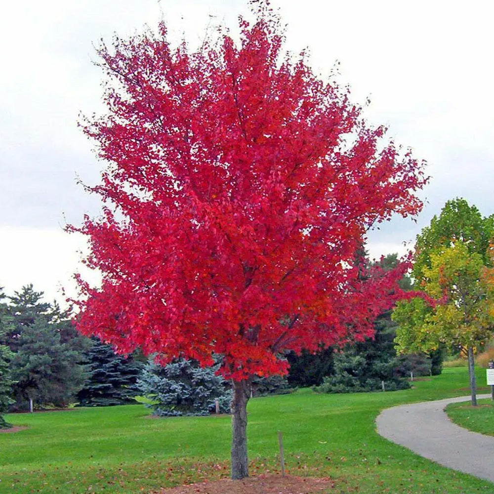 Red Maple, October Glory #7