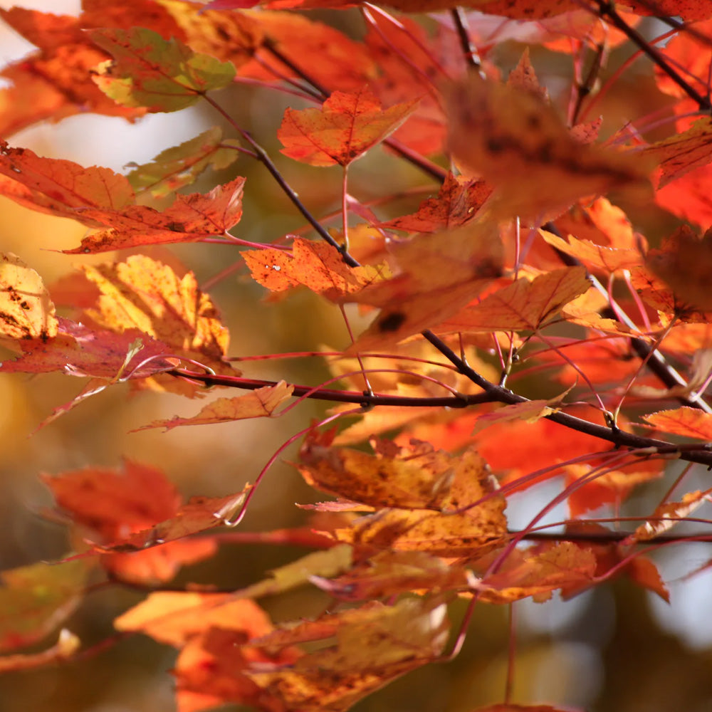 Red Maple, October Glory #7