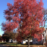 Load image into Gallery viewer, Red Maple, Redpointe #25