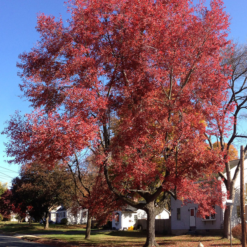 Red Maple, Redpointe #7