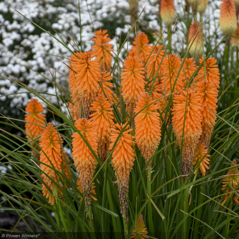 Red Hot Poker, Pyromania Orange Blaze #1