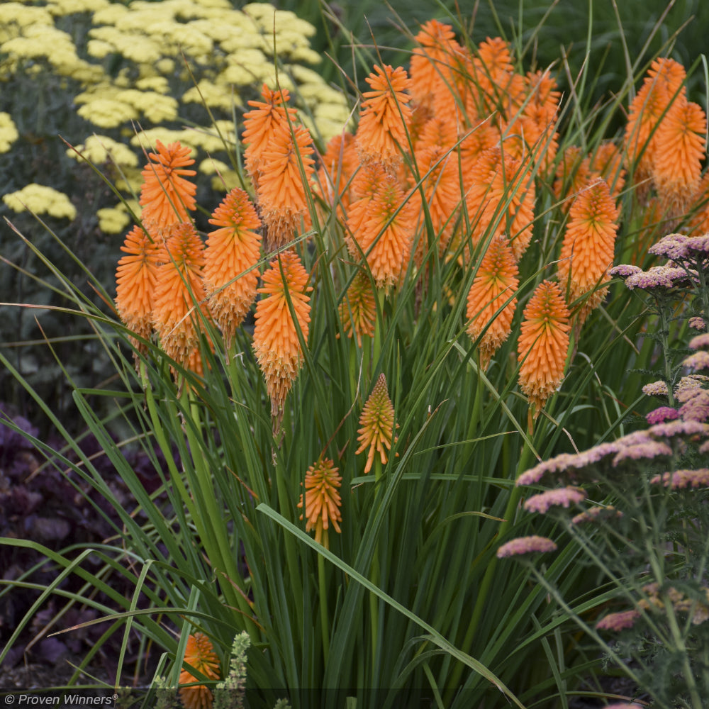 Red Hot Poker, Pyromania Orange Blaze #1