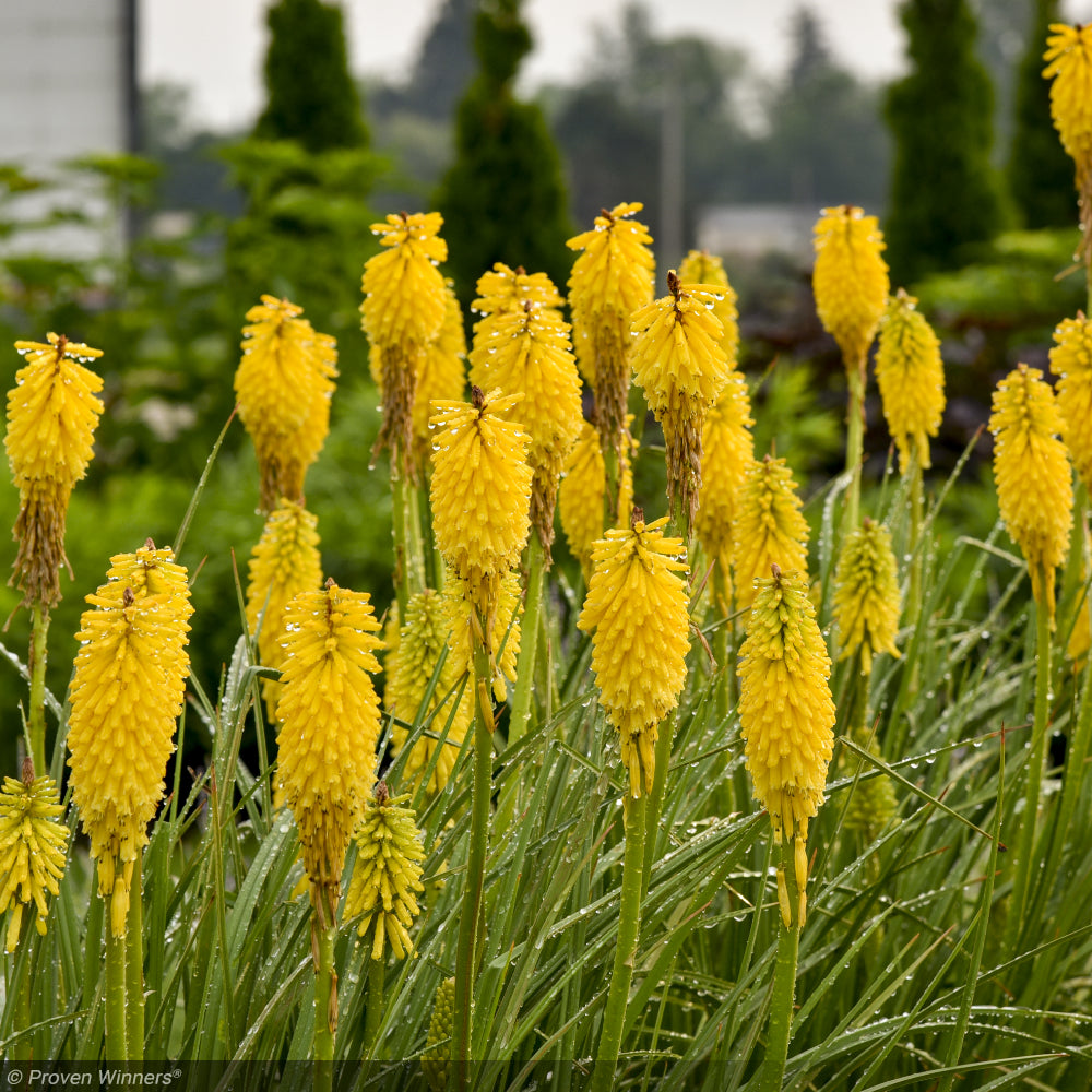 Red Hot Poker, Pyromania Solar Flare #1