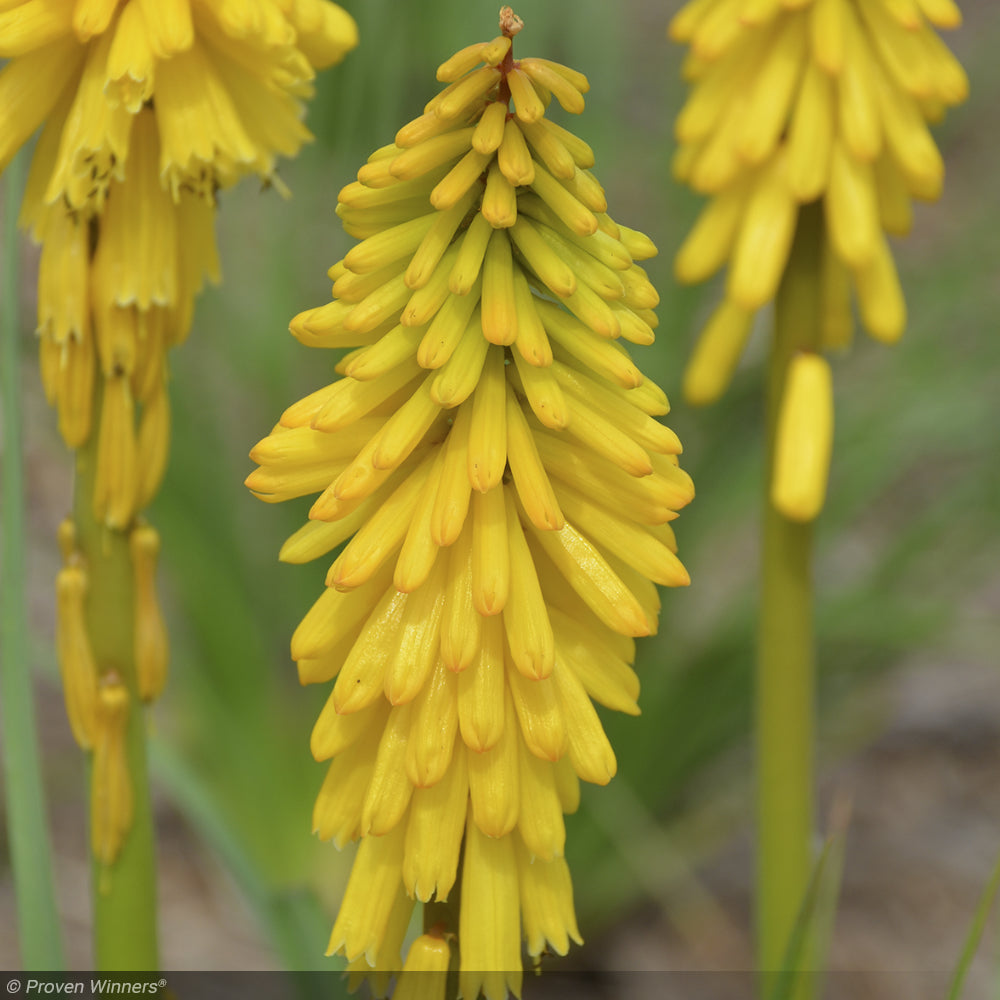 Red Hot Poker, Pyromania Solar Flare #1