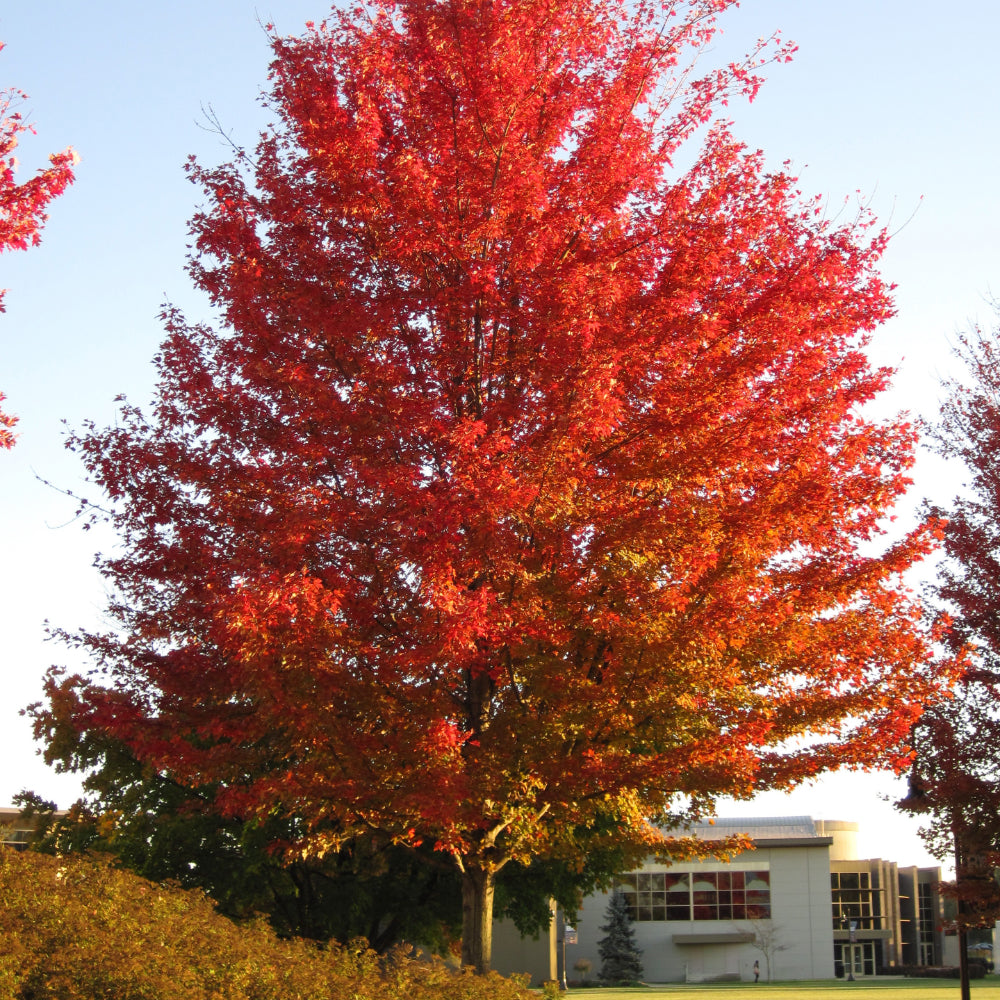 Red Maple, Autumn Flame #15