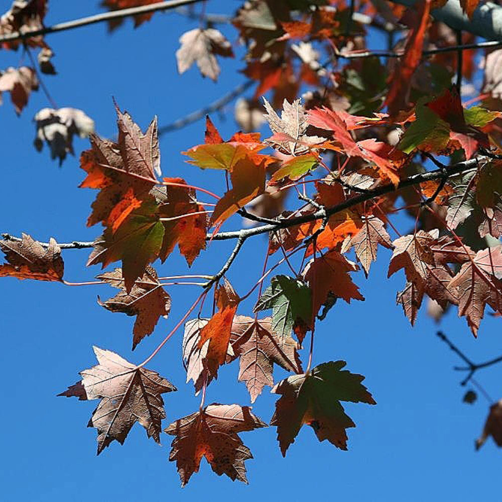 Red Maple, Autumn Flame #15