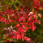 Load image into Gallery viewer, Red Maple, Red Sunset #15
