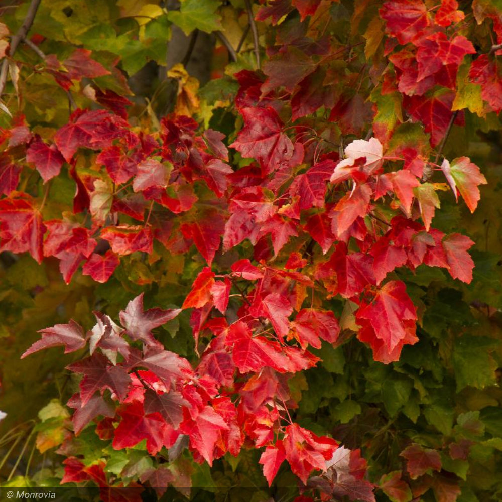 Red Maple, Red Sunset #7