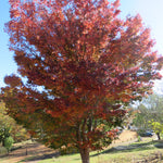 Load image into Gallery viewer, Red Maple, Sun Valley 2.5-3&quot; #25
