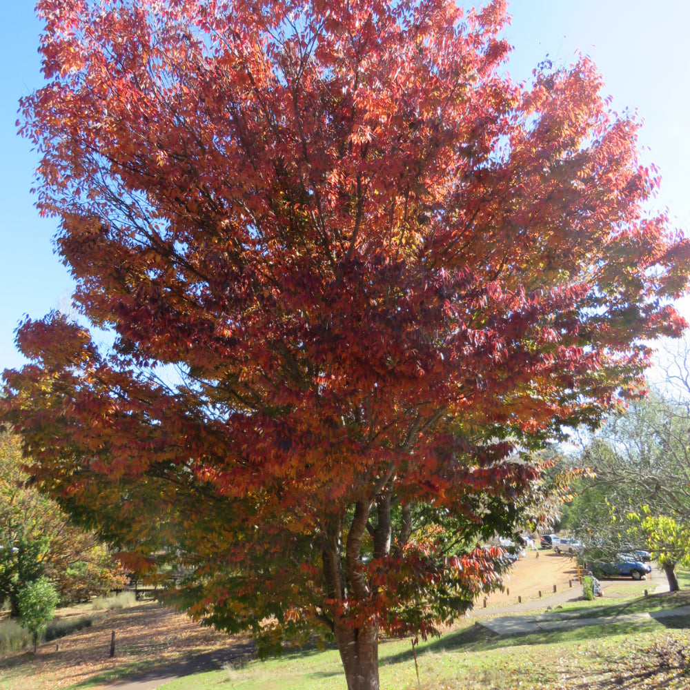 Red Maple, Sun Valley 2.5-3" #25