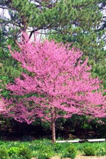 Load image into Gallery viewer, Eastern Redbud, Carolina Sweetheart #10
