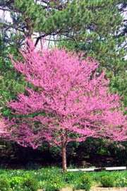 Eastern Redbud, Carolina Sweetheart #10