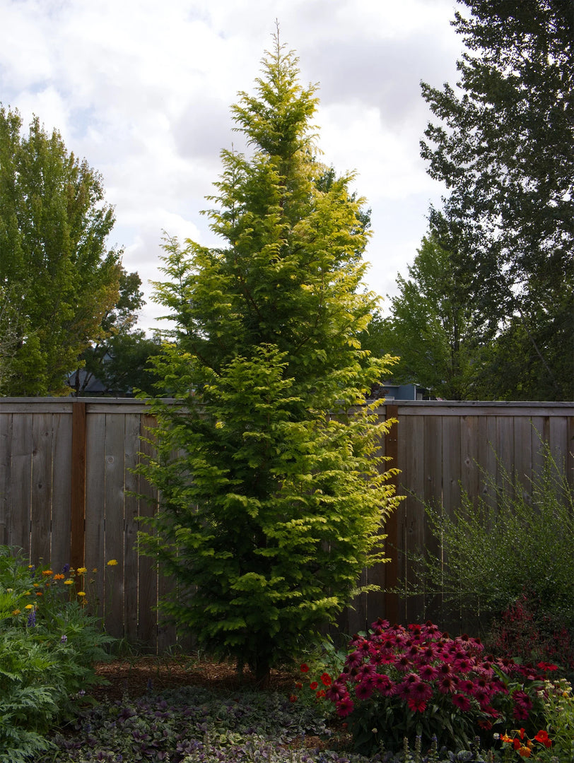 Dawn Redwood, Amber Glow #7