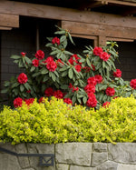 Load image into Gallery viewer, Rhododendron, Taurus #5
