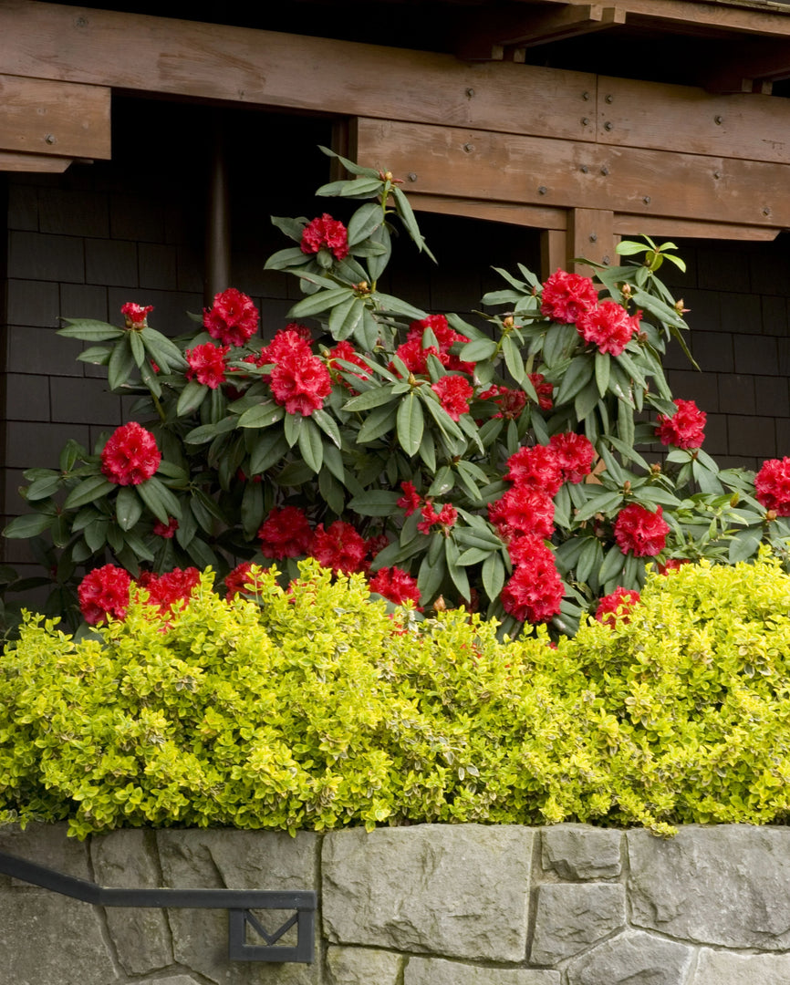 Rhododendron, Taurus #5