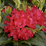 Load image into Gallery viewer, Rhododendron, Jean Marie De Montague #5
