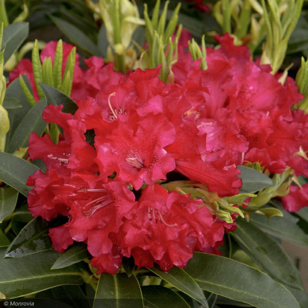 Rhododendron, Jean Marie De Montague #5