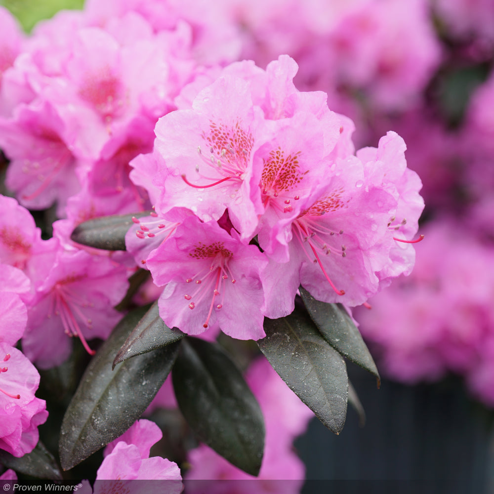 Rhododendron, Black Hat #3