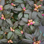 Load image into Gallery viewer, Rhododendron, Black Hat #3
