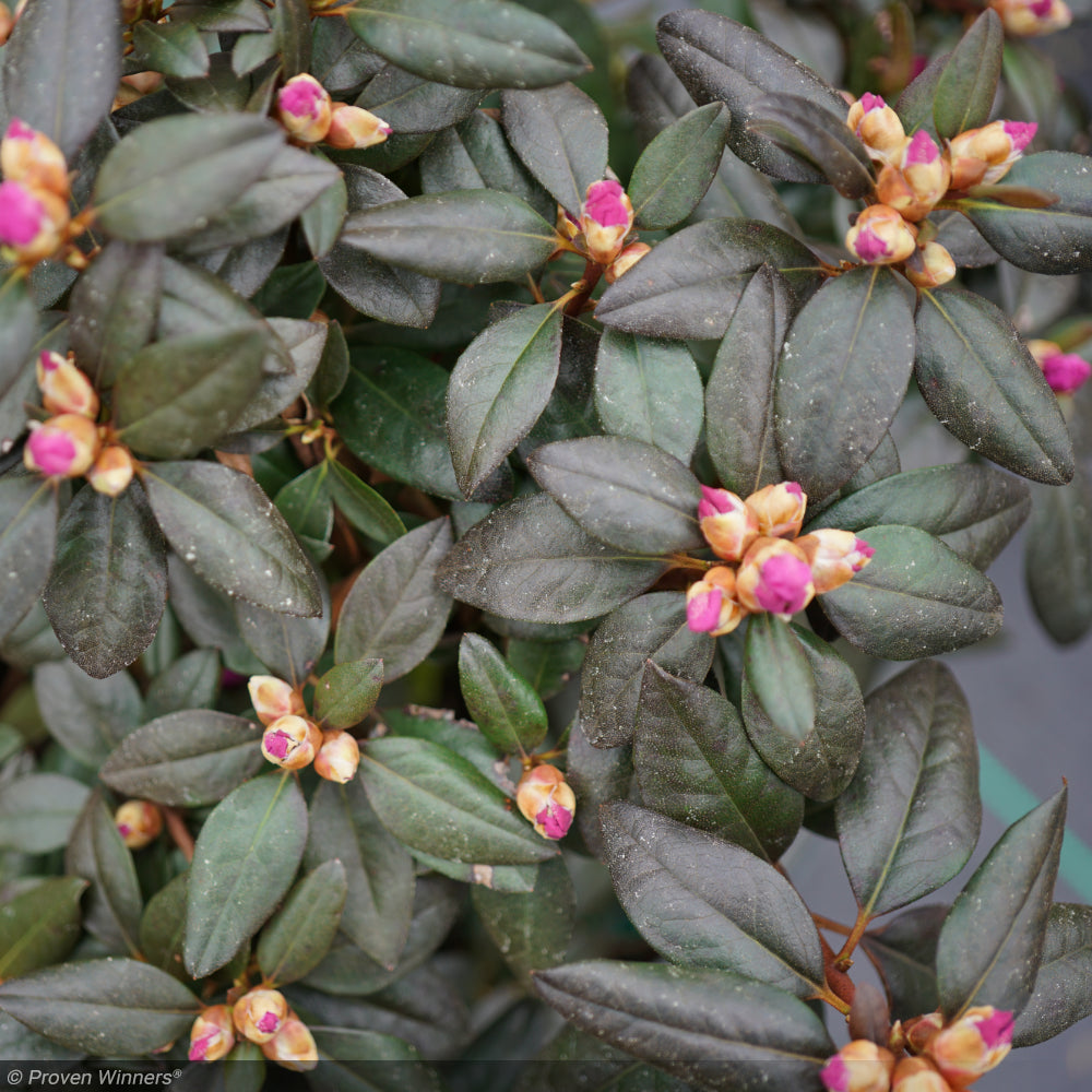 Rhododendron, Black Hat #3