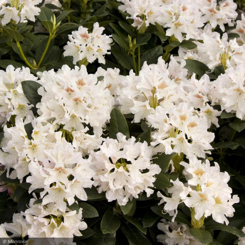 Rhododendron, Cunningham's White #5