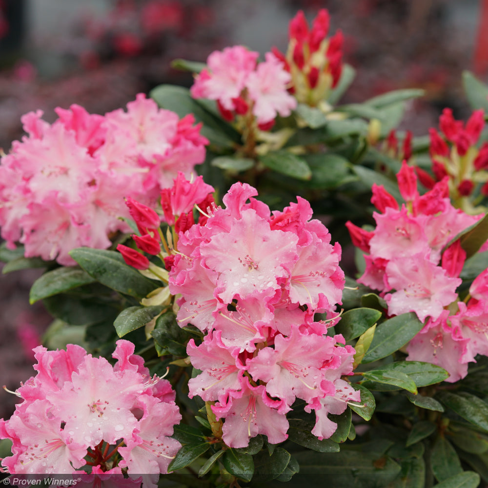 Rhododendron, Dandy Man Color Wheel #3