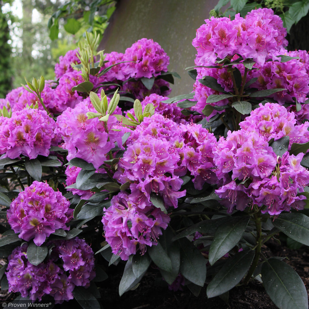 Rhododendron, Dandy Man Purple #3