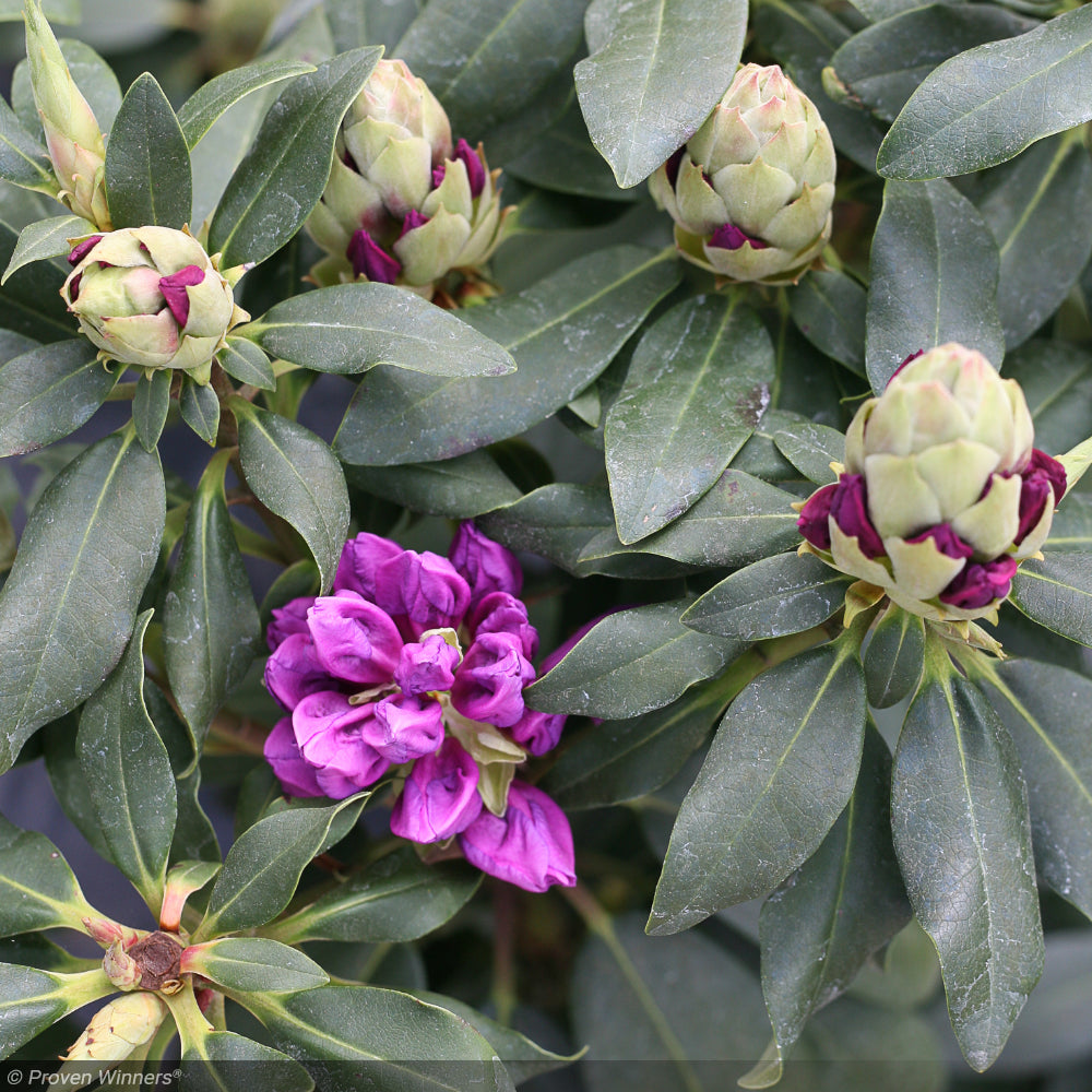 Rhododendron, Dandy Man Purple #3