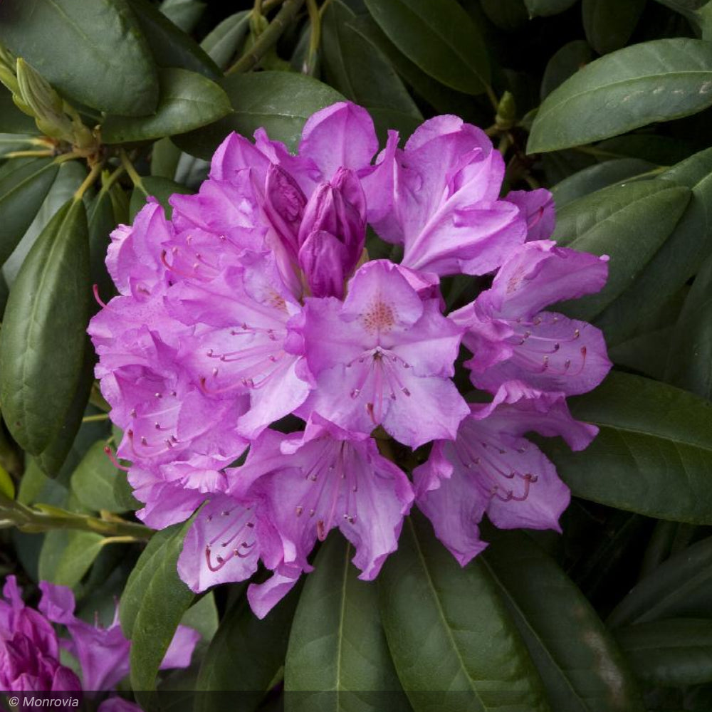 Rhododendron, English Roseum #5