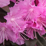 Load image into Gallery viewer, Rhododendron, PJM Elite #5

