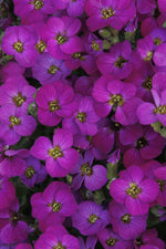 Load image into Gallery viewer, Rock Cress, Glacier Red #1
