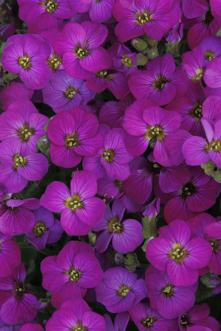 Rock Cress, Glacier Red #1