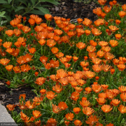 Ice Plant, Rock Crystal Orange LittleOne