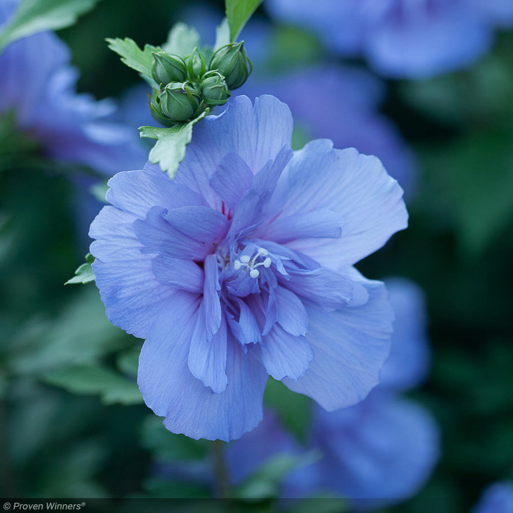 Rose of Sharon, Blue Chiffon #3