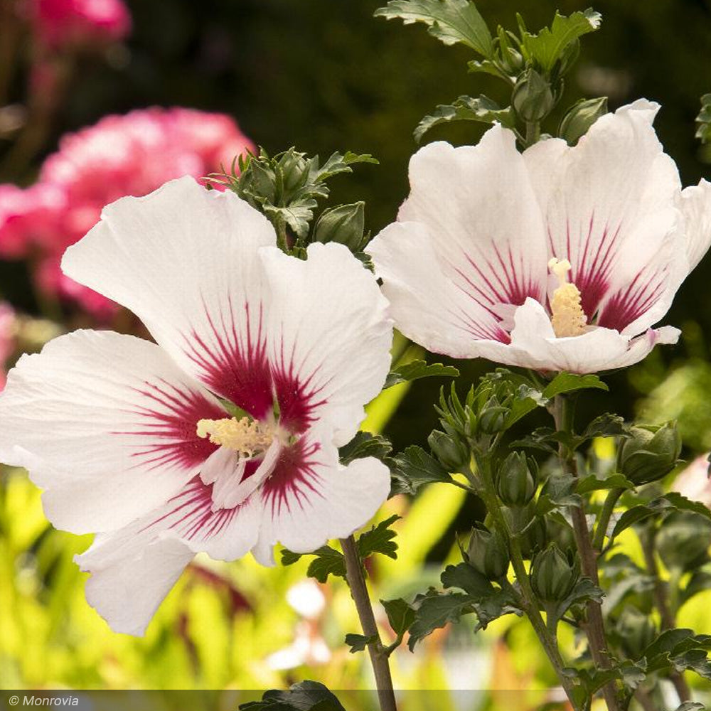 Rose of Sharon, Chateau de Chantilly #5