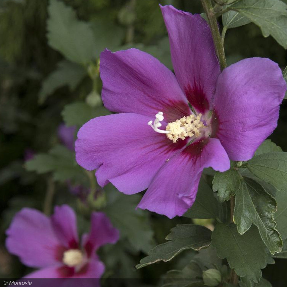 Rose of Sharon, Chateau D'Amboise #5