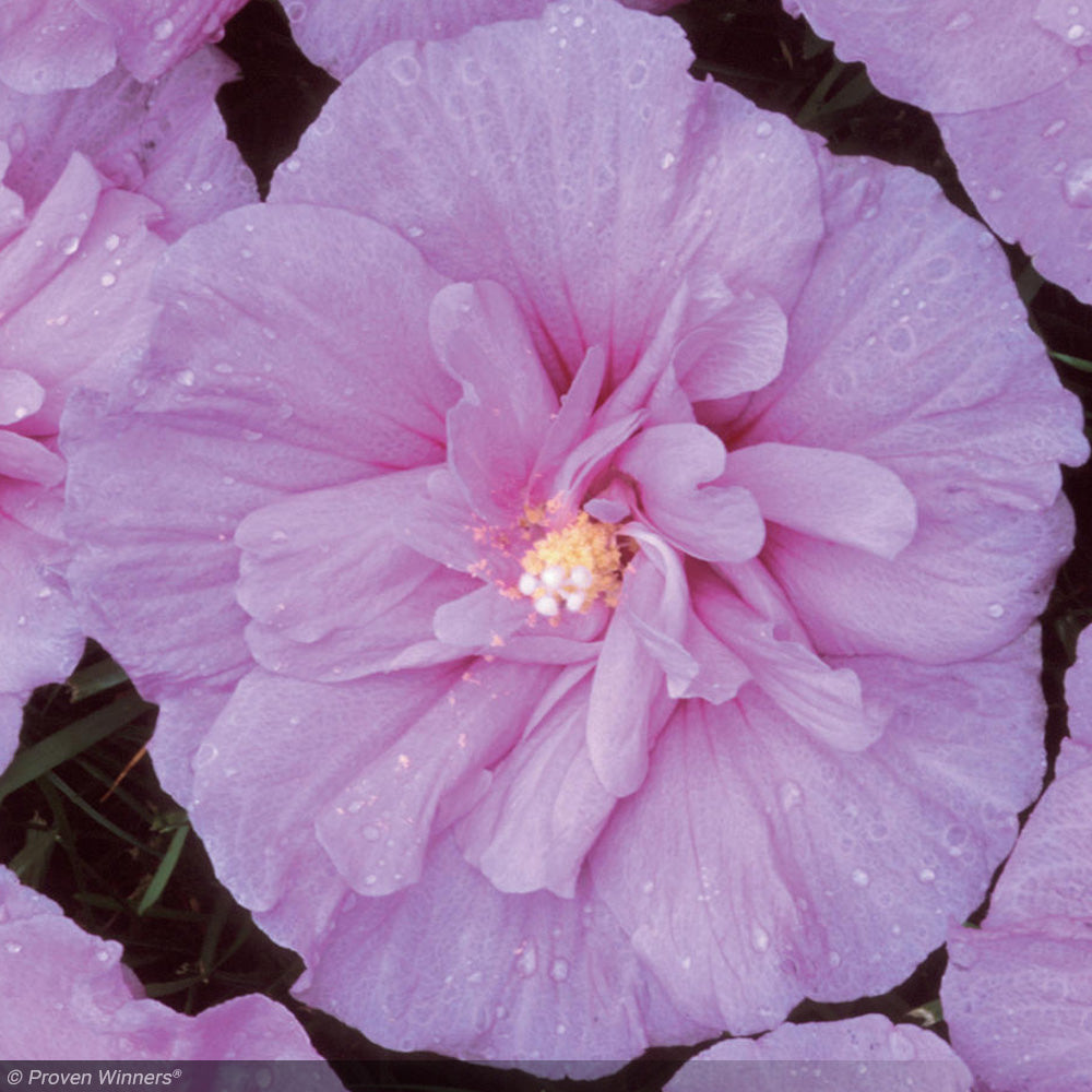 Rose of Sharon, Lavender Chiffon #7