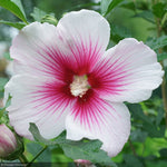 Load image into Gallery viewer, Rose of Sharon, Pink Ink #3