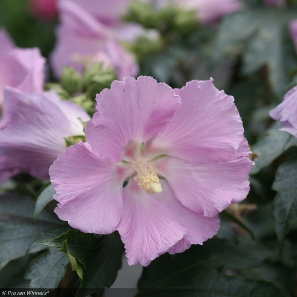 Rose of Sharon, Pollypetite #3