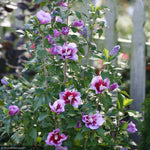 Load image into Gallery viewer, Rose of Sharon, Purple Pillar #3
