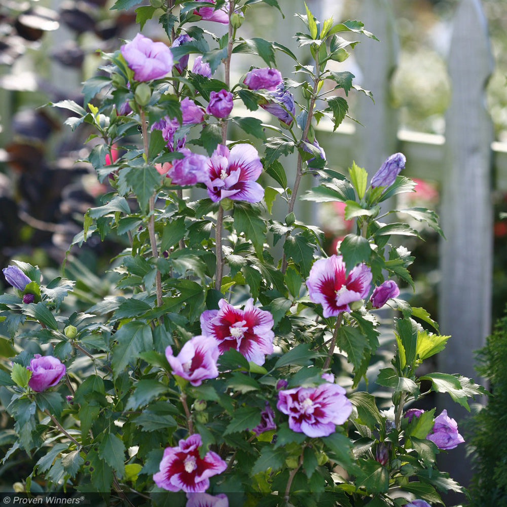 Rose of Sharon, Purple Pillar #3