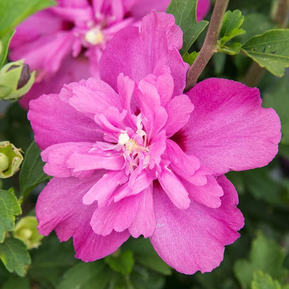 Rose of Sharon, Raspberry Smoothie #7