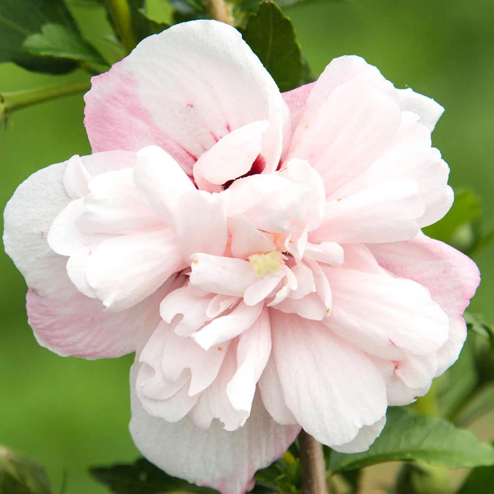 Rose of Sharon, Strawberry Smoothie #7