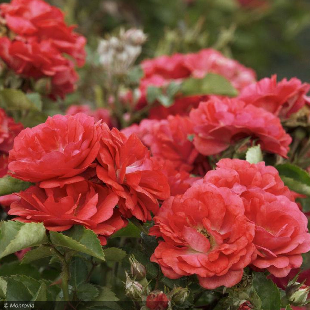 Rose, Drift, Coral #3 – Greenwood Creek Nursery