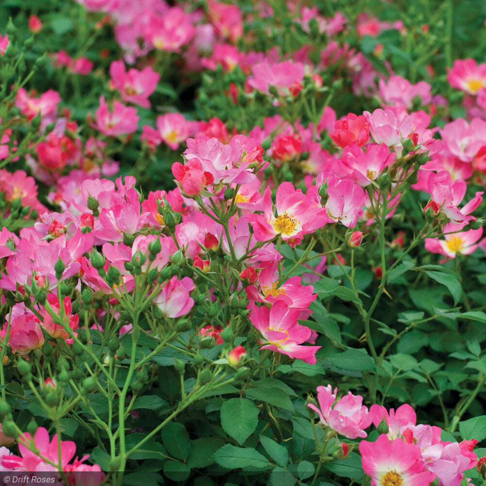 Rose, Drift, Pink #3 – Greenwood Creek Nursery