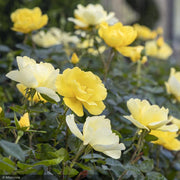 Rose, Grace N Grit, Yellow #5