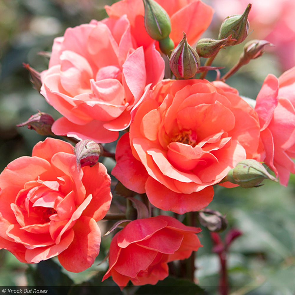 Rose, Knock Out Coral #3 – Greenwood Creek Nursery